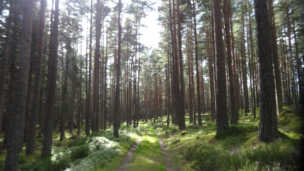 cairngorm lodges walking routes