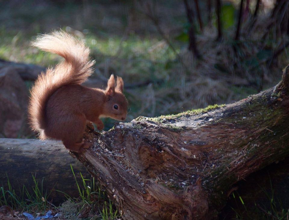 blelack forest in the cairngorms