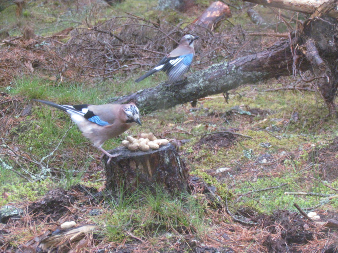 blelack forest in the cairngorms