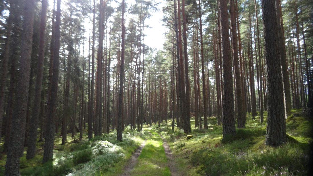 About Cairngorm Lodges