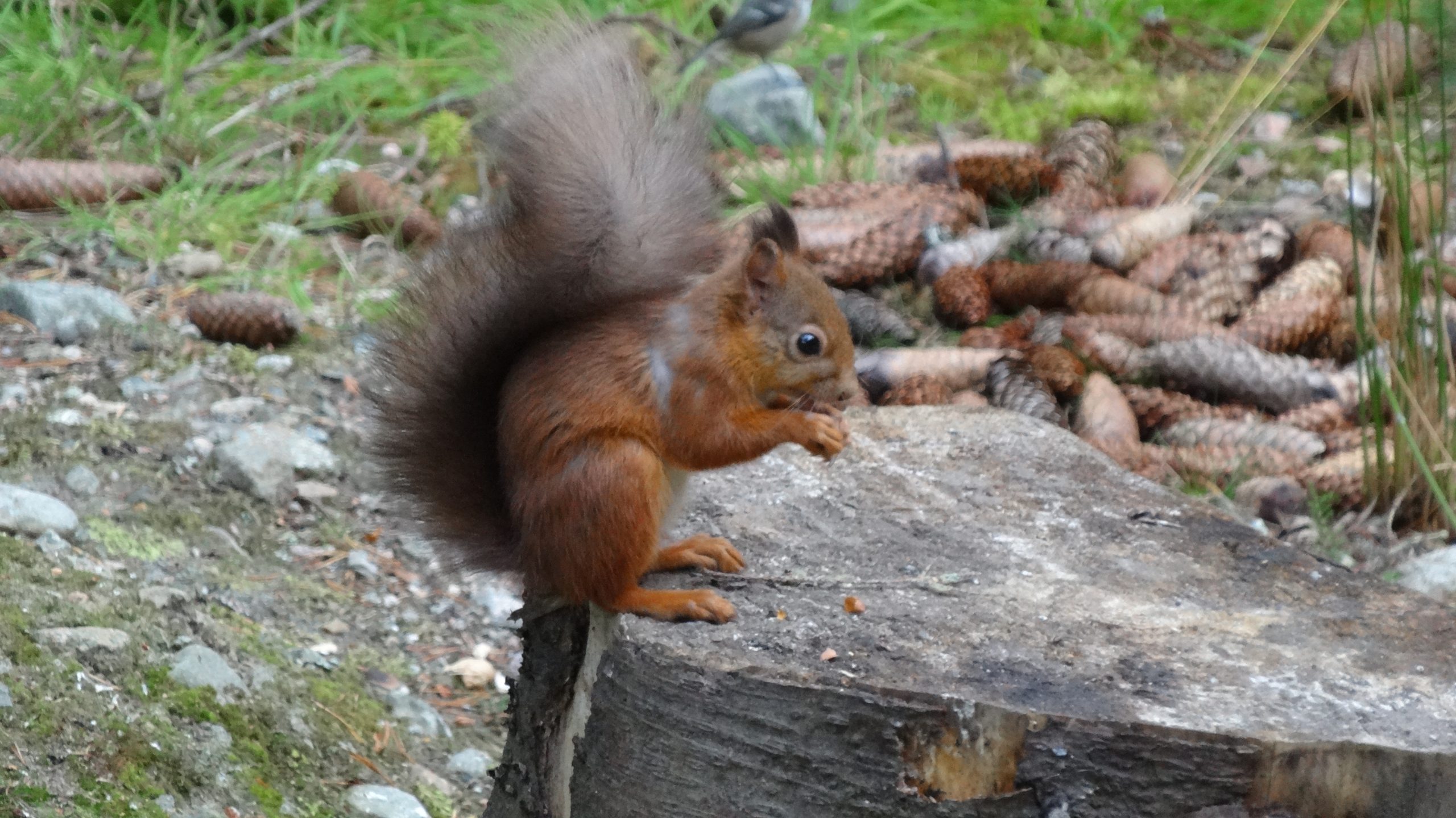 About Cairngorm Lodges